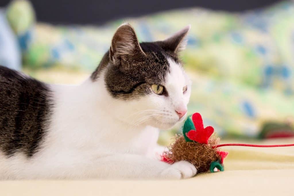 צעצועים שחתולים אוהבים